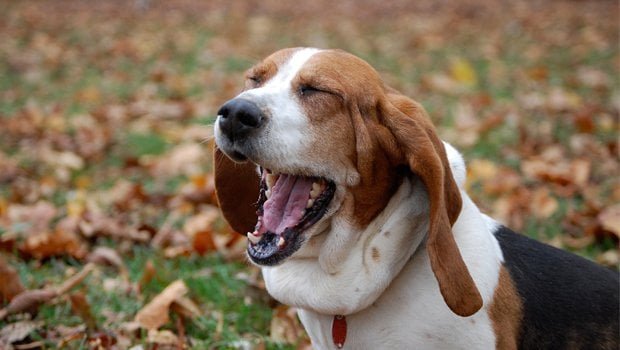 dog beagle yawning