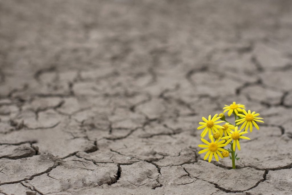flower growing in dry cracked ground